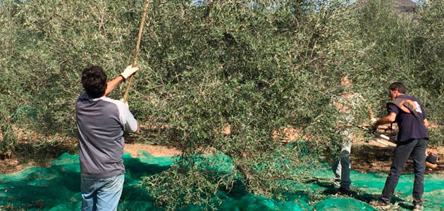 Unión de Uniones reitera la necesidad de ayudas directas a los olivareros para compensar los efectos de la sequía