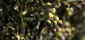 Unió de Pagesos alerta de una tercera campaña de aceite de oliva "nefasta" en Cataluña