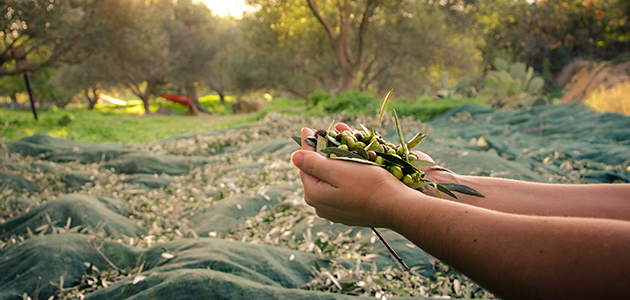 UPA reclama una modulación de las ayudas asociadas al olivar para proteger a las explotaciones más vulnerables