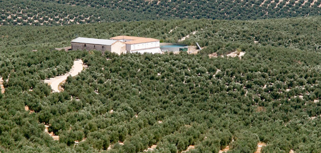 UPA alerta de que la producción española de aceite de oliva puede hundirse un 40% en la campaña 2019/20