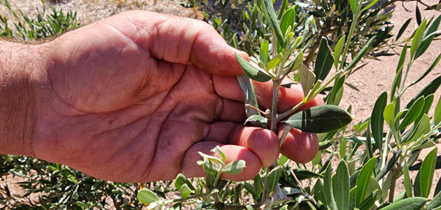 UPA-Jaén reclama soluciones a los daños causados por los ciervos, gamos y cabras a los olivareros de la Sierra de Segura