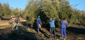 UPA-UCE destaca los buenos resultados de la campaña de aceite de oliva en Extremadura