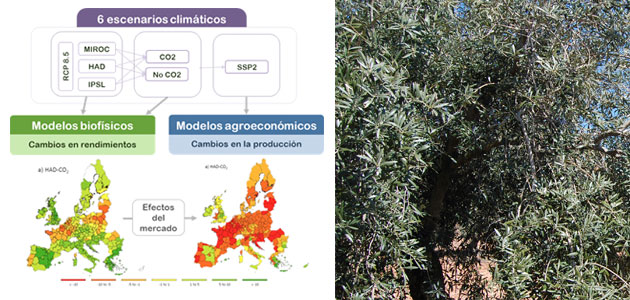 Los efectos del cambio climático en la agricultura en el horizonte 2030, en un nuevo estudio de la UPM