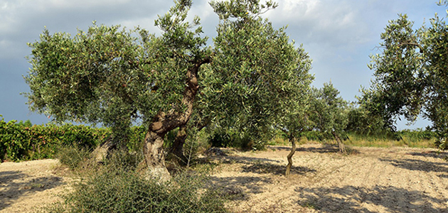 Disolventes verdes para valorizar la poda del olivo
