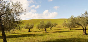 IA, imágenes satelitales y datos climáticos para anticipar la producción de aceituna y aceite de oliva en olivares mediterráneos