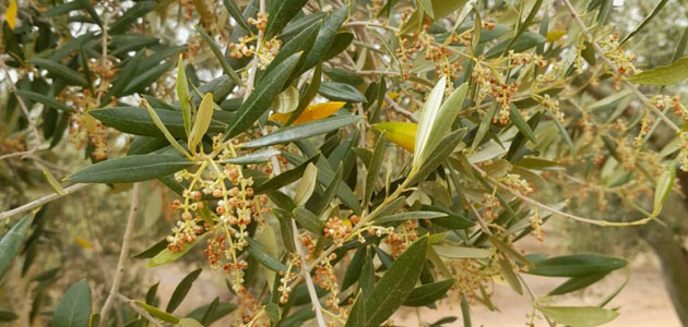 Unió de Pagesos prevé este año una producción de aceituna 'muy corta' en Tarragona