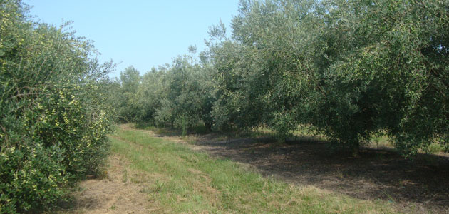 Uruguay registra una buena campaña de aceite de oliva en 2019 con una cosecha récord