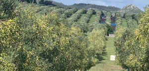 Uruguay prevé obtener una de las producciones de aceite de oliva más elevadas de su historia