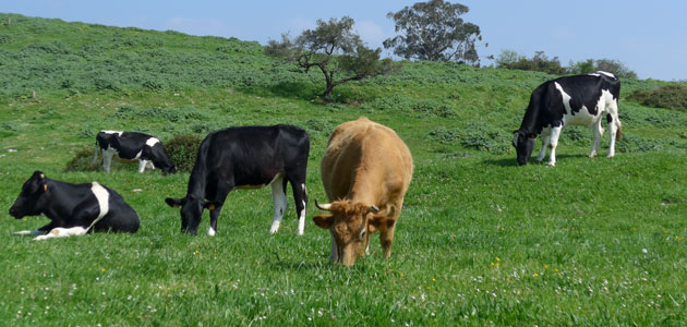 La revalorización de alperujos para alimentación animal