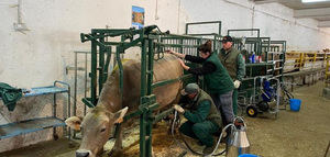 El hidroxitirosol, eficaz para reducir los efectos de la subnutrición en vacuno de carne