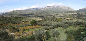 La UE publica la solicitud de inscripción de la DOP Aceite Valle del Tiétar
