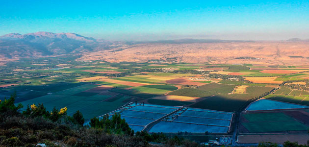 Detectado el primer caso de Xylella fastidiosa en Israel