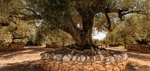 Las valonas de piedra seca para proteger los olivos, reconocidas por la FAO