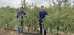 Nuevas variedades como estrategia de adaptación al cambio: eficiencia y rentabilidad