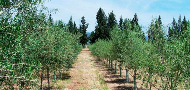 Prospectados 181 ejemplares de olivo en Andalucía para su análisis varietal