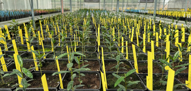 Crean una herramienta molecular que predice el tamaño del fruto en la selección de nuevas variedades de olivo