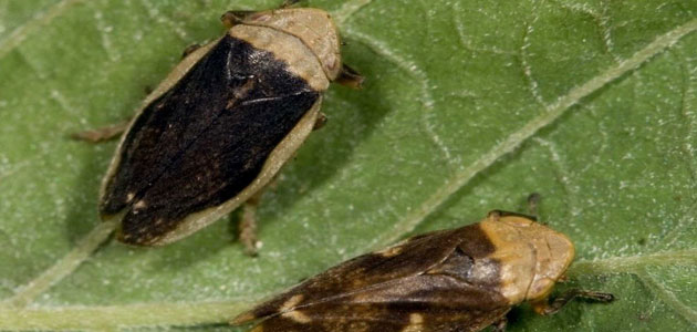 Unaprol pide implementar sistemas de protección preventiva contra la Xylella fastidiosa