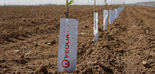 La rentabilidad del olivar comienza mucho antes de la plantación