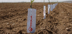 La rentabilidad del olivar comienza mucho antes de la plantación