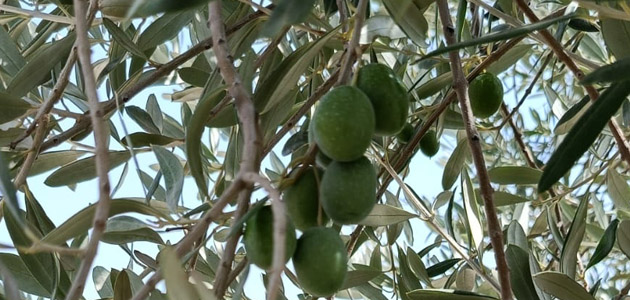 Medidas fitosanitarias en la recolección de aceituna para verdeo