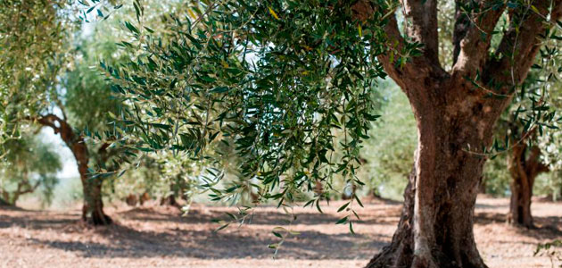 El precio de la tierra de olivar descendió un 1,7% en 2022