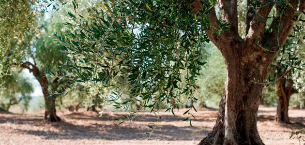 Un estudio profundiza en el papel que juegan las raíces de los olivos en la verticilosis