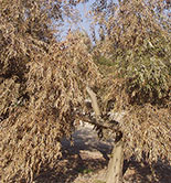 Citoliva e Inoleo desarrollan un novedoso kit de detección precoz de la verticilosis