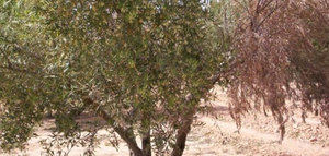 ¿Qué factores climáticos influyen en la incidencia de la verticilosis en el olivar?