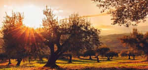 Confirman la resistencia a la verticilosis del olivo en tres nuevas variedades