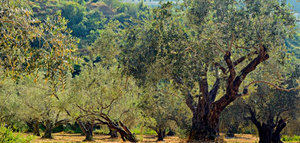 La verticilosis del olivo está impulsada por una comunidad de microorganismos que se alían para atacar el árbol