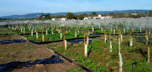 El Ifapa obtiene tres nuevas variedades de olivo más resistentes a la verticilosis