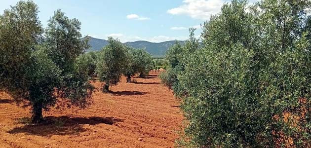 El Grupo Vidabol comenzará la próxima semana la recogida de aceituna con la previsión de una cosecha similar al año anterior