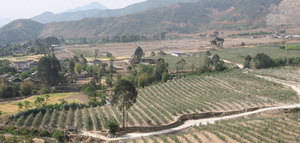 El olivo se abre camino en China