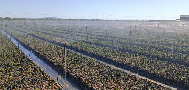AGR by De Prado abre un nuevo vivero de olivos en Portugal ante la gran demanda del sector