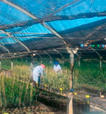 El COI analiza los avances de su proyecto de creación de viveros experimentales de demostración