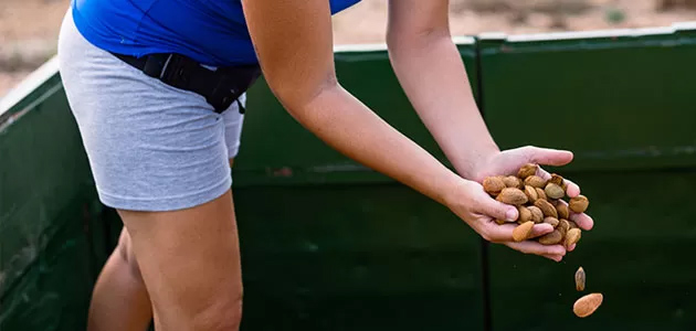 Primera póliza asociativa de almendro en España