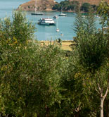 Waiheke Olive Oil, el tesoro de las Antípodas