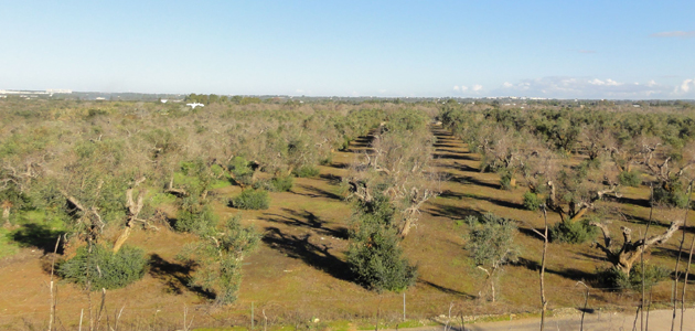 Detectado en una plantación de almendros de Alicante el primer caso de Xylella fastidiosa en la Península Ibérica