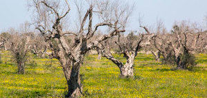 La EFSA actualiza su base de datos de plantas huéspedes de la Xylella fastidiosa