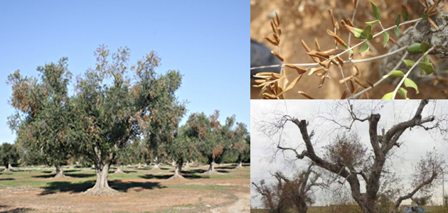 Cerca de 13 millones para reconocimiento de plagas en la UE, en su mayoría para la Xylella fastidiosa