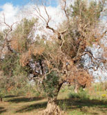 Expertos del ceiA3 participan en las investigaciones para detener la propagación de la Xylella fastidiosa