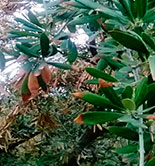 Unaprol critica el refuerzo de las medidas contra la Xylella fastidiosa