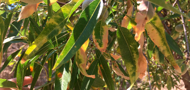 El Gobierno valenciano finaliza la aplicación de las medidas fitosanitarias del primer foco de Xylella