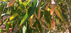 La Generalitat Valenciana y la Universidad de Alicante desarrollan un proyecto de investigación contra la Xylella fastidiosa