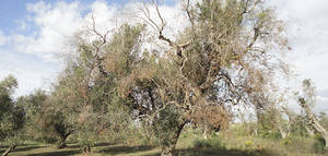 Comienza la ejecución del proyecto europeo XF-Actors para la prevención y control de la Xylella fastidiosa