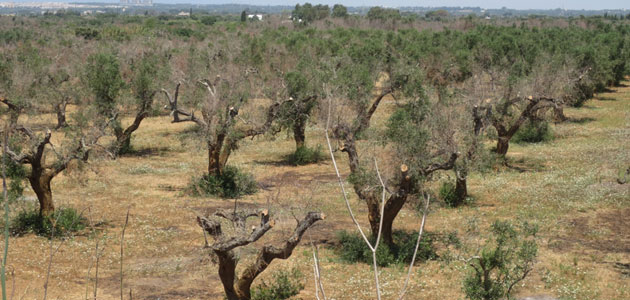La región de Puglia lanza un paquete de medidas en relación a la Xylella fastidiosa