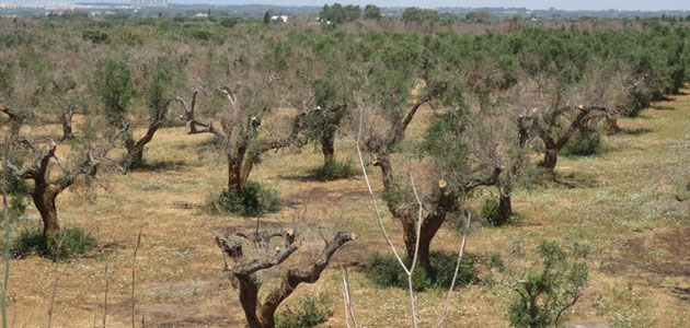 Agrónomos italianos exigen un plan nacional contra la Xylella en olivos