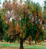 Nuevo listado de zonas demarcadas de Xylella fastidiosa 