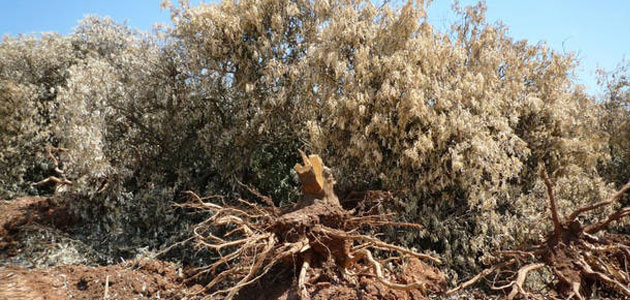 Extremadura desarrolla diversas actuaciones para evitar la introducción y propagación de la Xylella fastidiosa