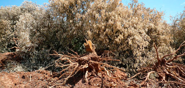 El Mapama actualiza en su web la información sobre la Xylella fastidiosa